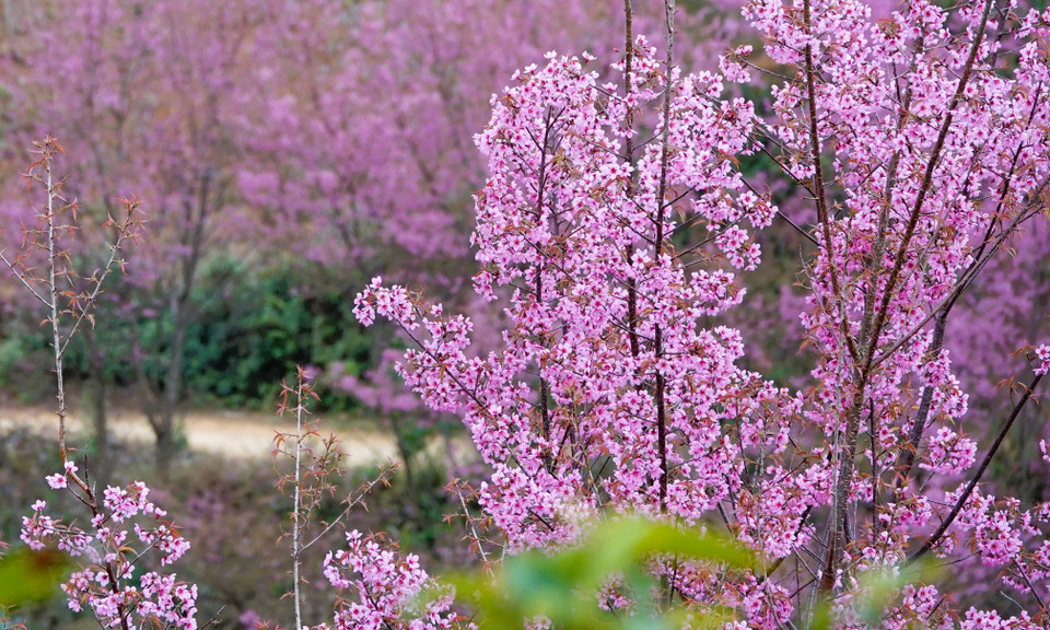 近年来，每逢冬樱花期，木江界均举办年度节庆活动以吸引游客。图自越通社