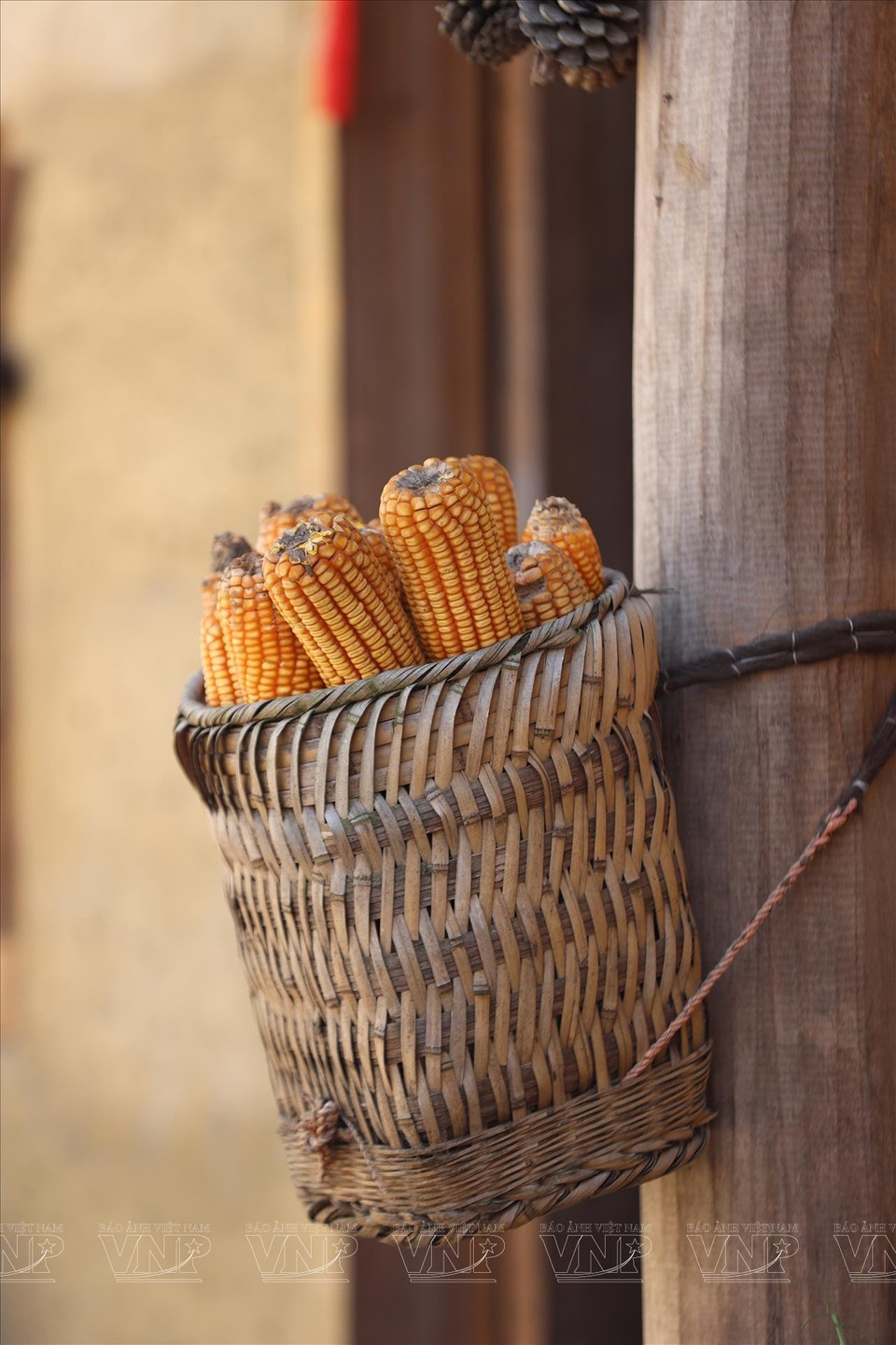 倮倮寨向游客展示倮倮族的农耕文化。图自越通社
