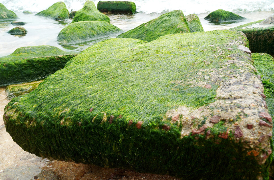 形状有趣的天然岩石，上面覆盖着绿色的苔藓，看起来非常有趣且引人注目。图自越通社
