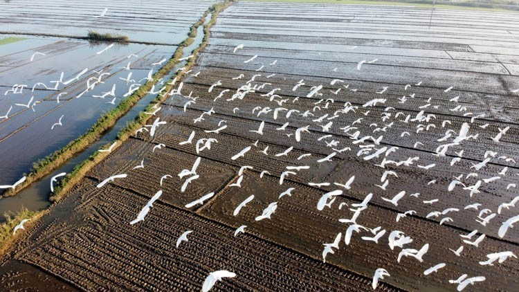 承天顺化省农田上成群的鹭鸟觅食（2020年摄），反映出当地生态环境持续改善。图自越通社