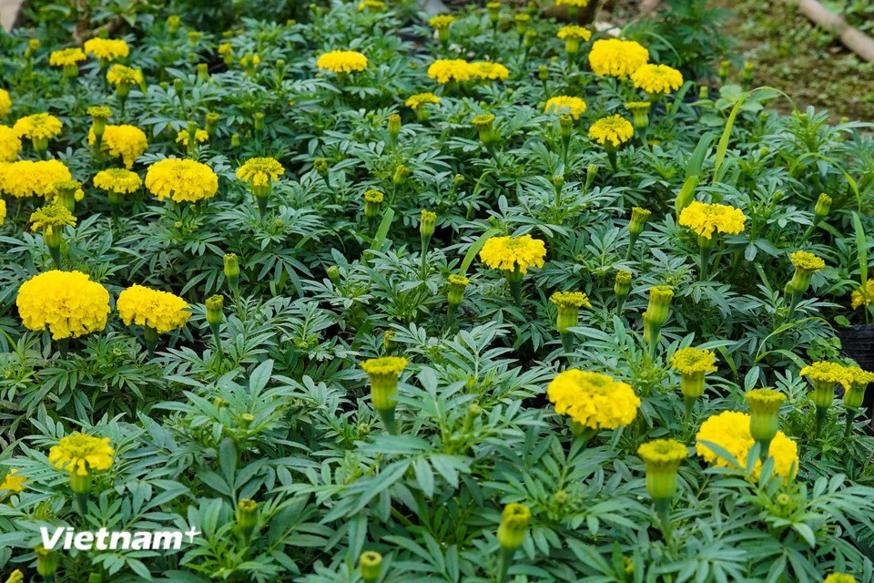 万寿菊也是春节市场上受欢迎的花卉，因为根据越南人的传统观念，这种花象征着好运、繁荣和长寿，为家庭带来福气。图自Vietnam+