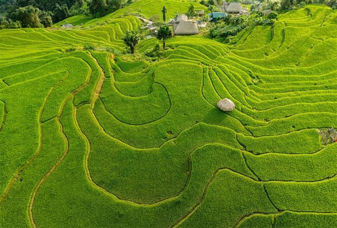 部分田地刚刚进入成熟期，仍保留着一抹青绿，还未完全染上金黄。图自越通社
