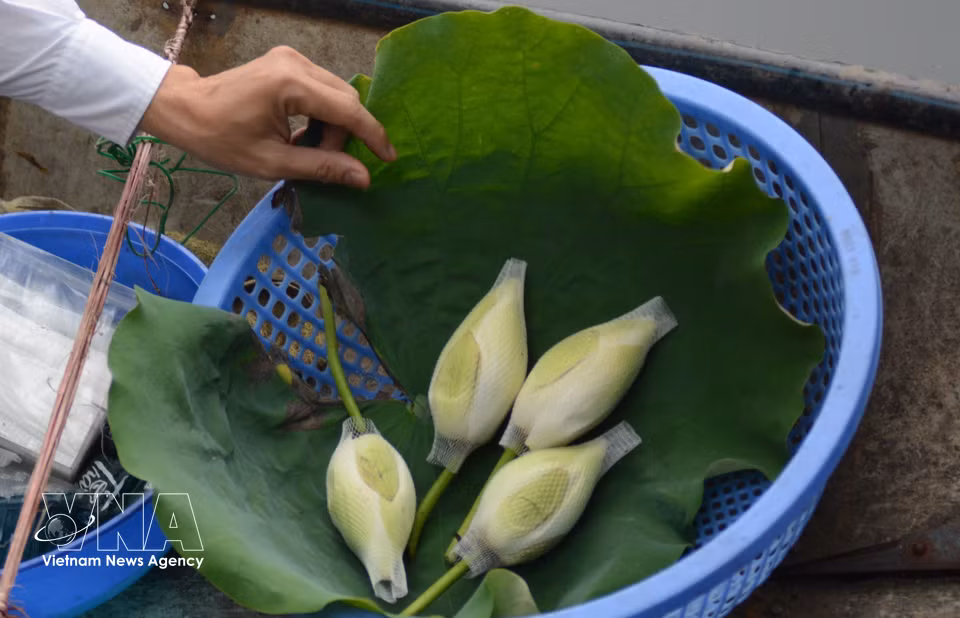 经过一天窨制后采收的含有茶叶的荷花。图自越通社