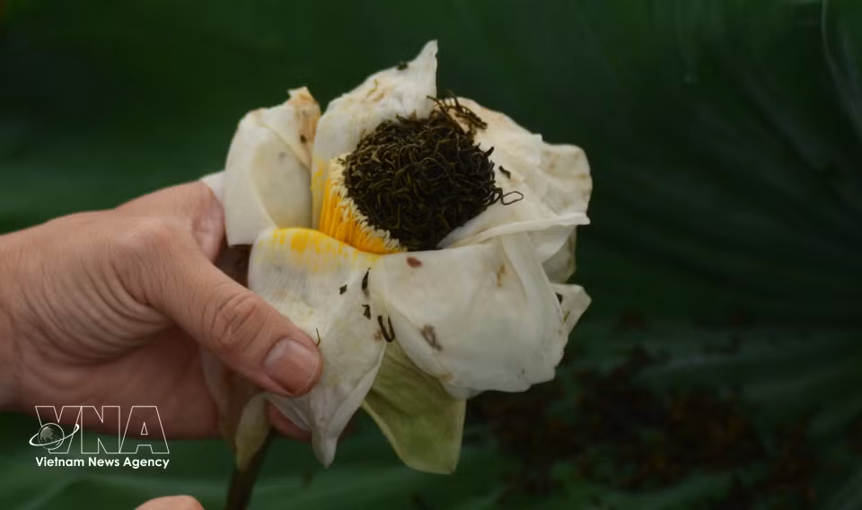在顺化荷花中窨制的茶叶，香气清雅、柔和。图自越通社