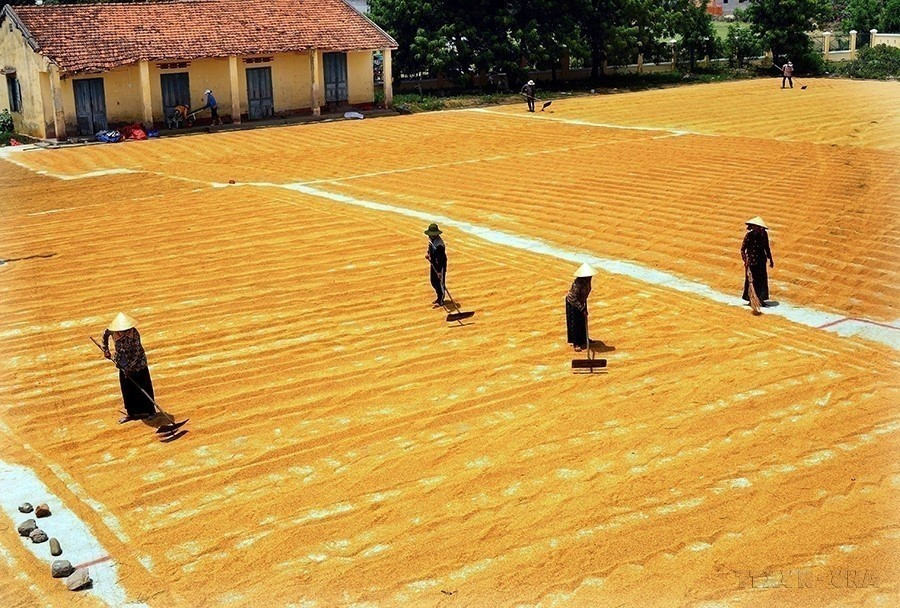 2011-2015年阶段，越南提前完成多项千年发展目标，特别是在减贫方面。贫困率从2010年的14.2%降至2015年的4.5%以下，贫困县则从58.3%降至28%。图自越通社