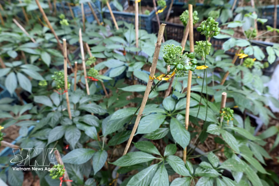 果实累累的人参树，准备进入收获季节。图自越通社