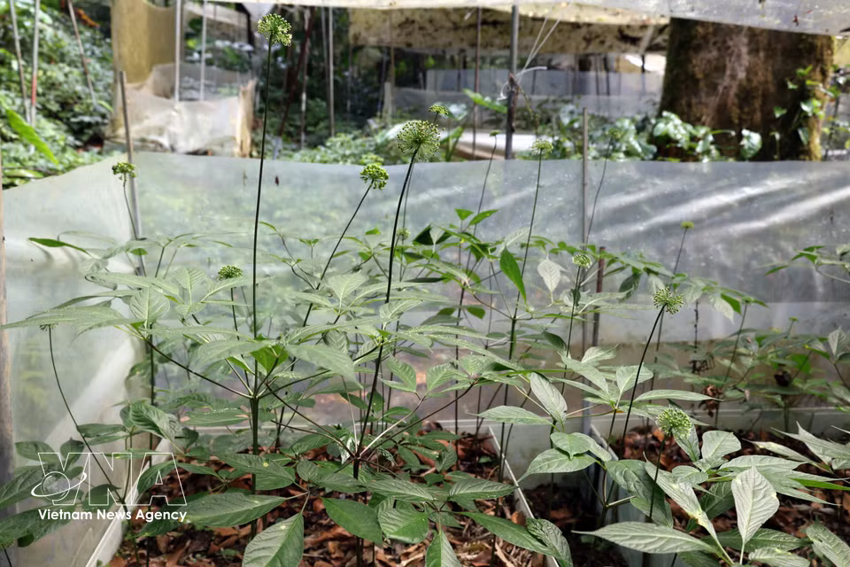色当族同胞种植的多年生人参苗床在玉灵山顶长势良好。图自越通社