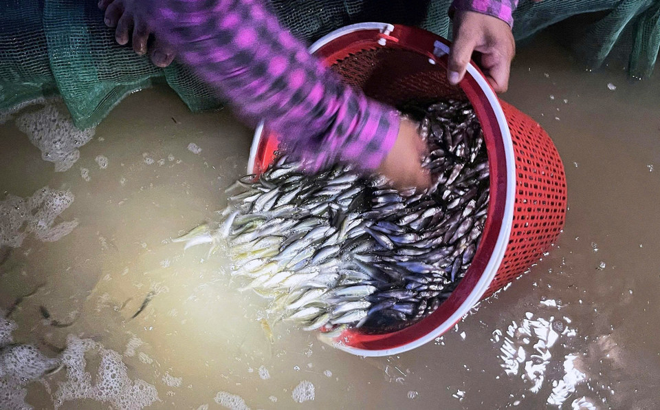 单吻鱼捕获后必须养在带有氧气泵的网袋或塑料桶中,以保持存活,这样才能卖得好价钱,且鱼肉更新鲜美味。图自越通社
