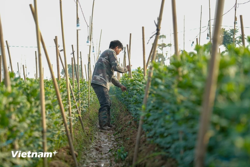 为了确保春节期间鲜花的供应，目前各大花园已经进入最后阶段，精心修剪花卉，使其在春节时达到最佳观赏状态。图自Vietnam+