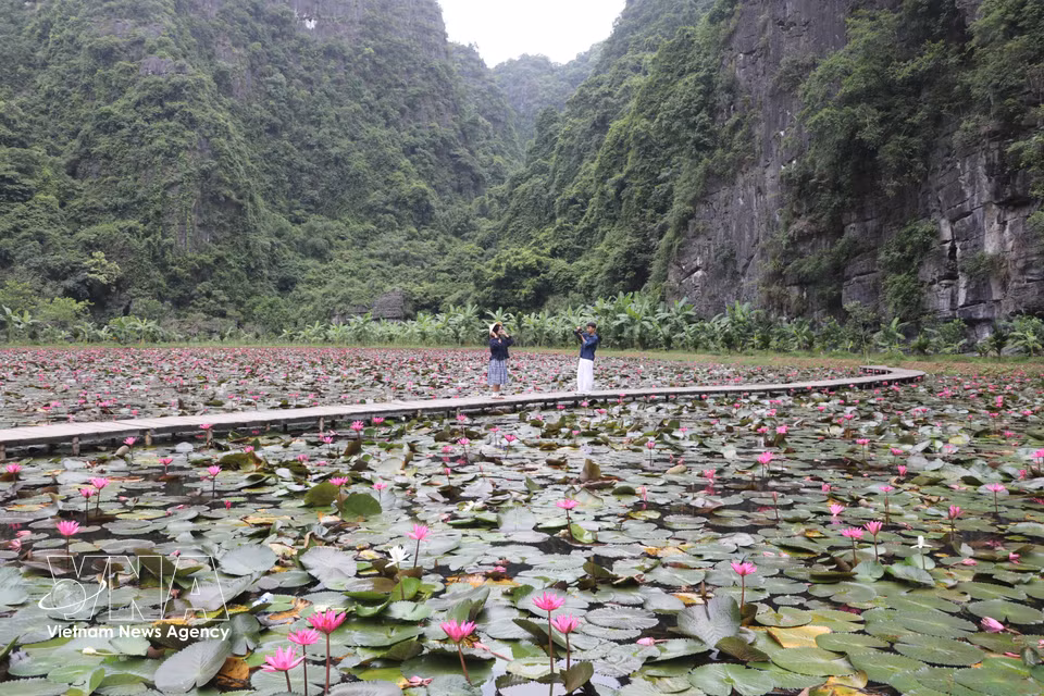 紫色睡莲季使当地成为极具吸引力的目的地，吸引众多年轻人前来观光拍照。图自越通社