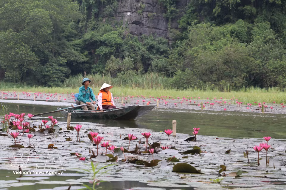 乘船顺流而下，游客可欣赏盛开的睡莲花朵，并在遗产之乡留下宁静美好的瞬间。图自越通社