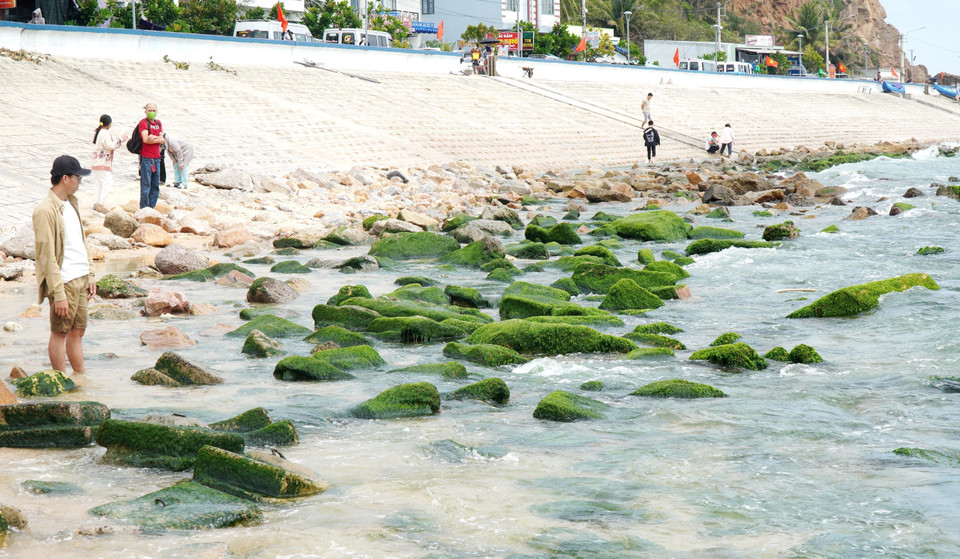 游客在仁海苔藓礁石旁拍照。图自越通社