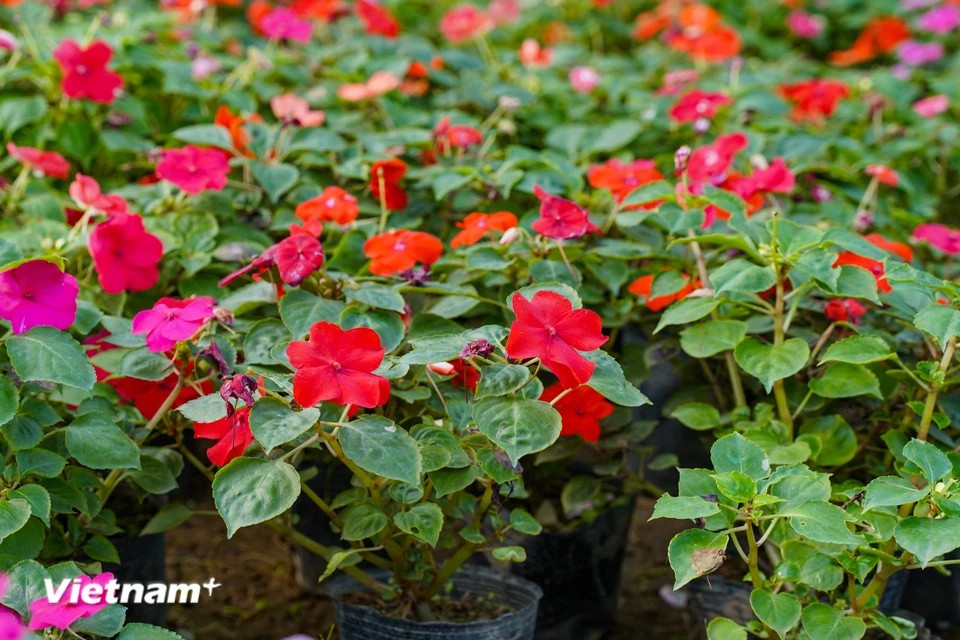 许多家庭在小土盆中种植凤仙花。由于价格适中，这种花卉每到春节时都会吸引大量顾客购买。凤仙花也象征着为家庭带来好运和吉祥。图自Vietnam+