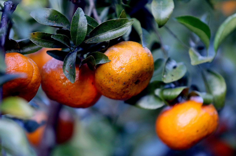 铮盖橘子是当地的本土品种，由原铮盖乡居民世代保护并以自然方式种植。图自越通社