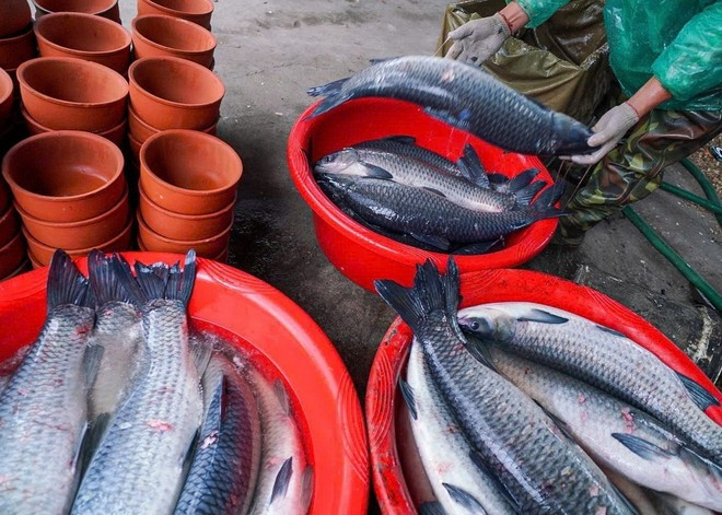 用来制作红烧鱼的青鱼须重5公斤以上，体长，头大，饲养3年以上才符合标准。图自越通社