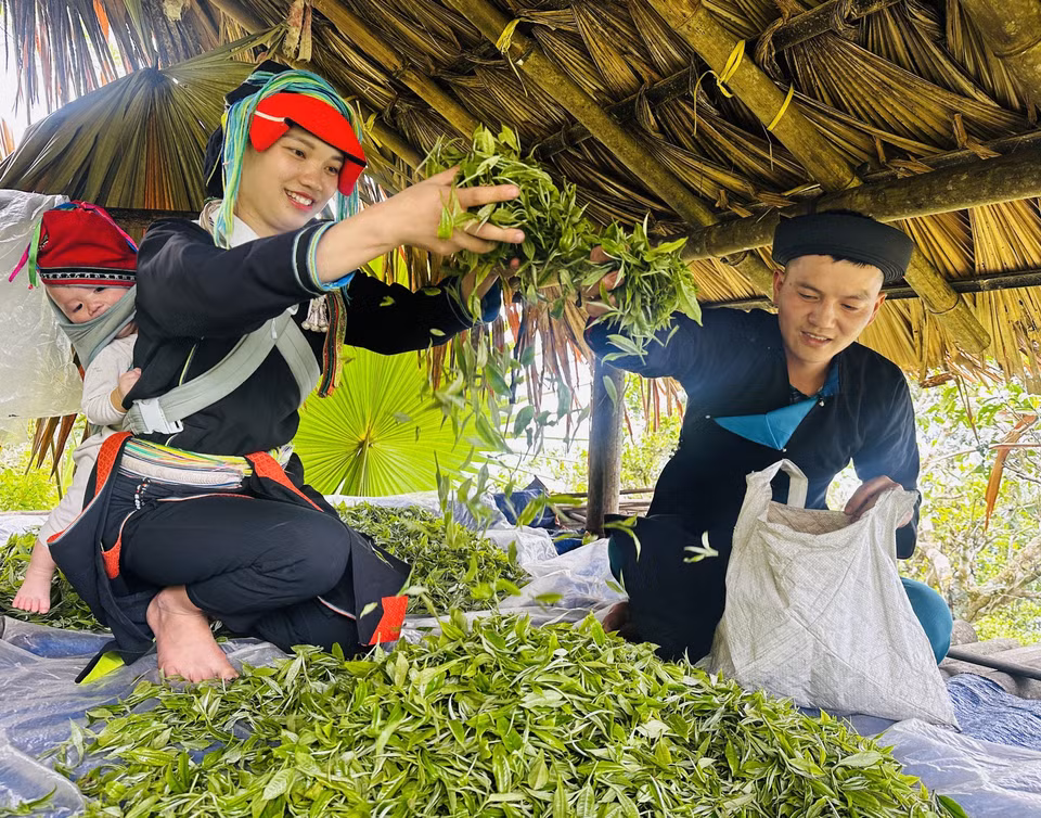 在西昆岭上采摘春茶的茶农。图自越通社