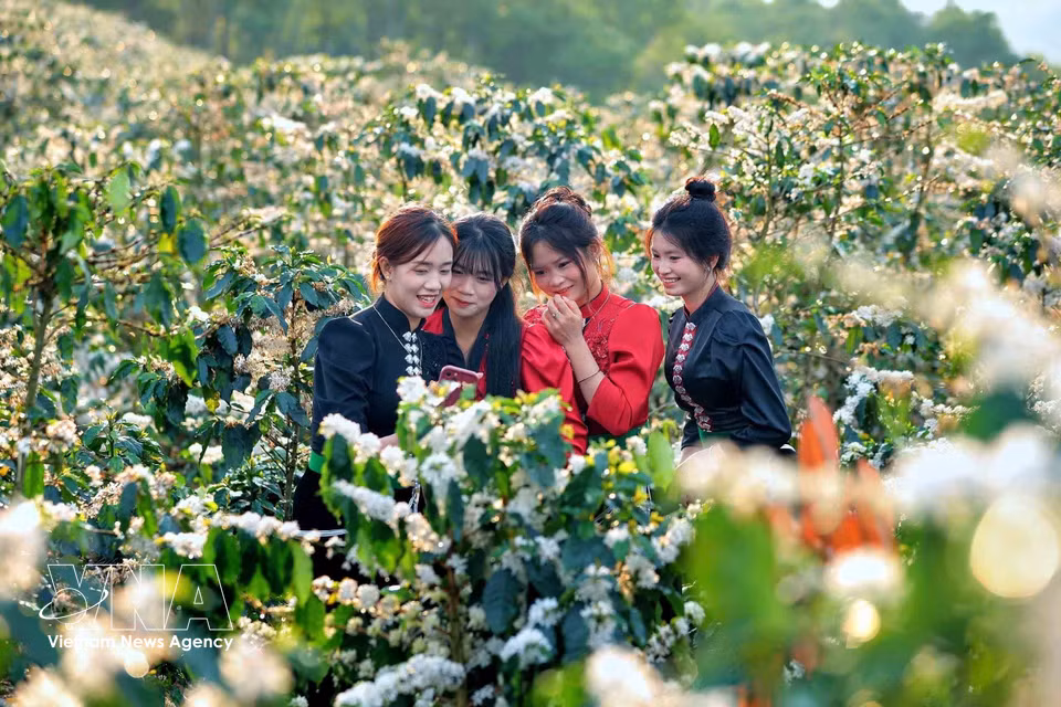 咖啡花盛开，为山罗省呈枚乡的山坡营造出诗意浪漫的景象，吸引众多年轻人前来参观、拍照和体验。图自越通社