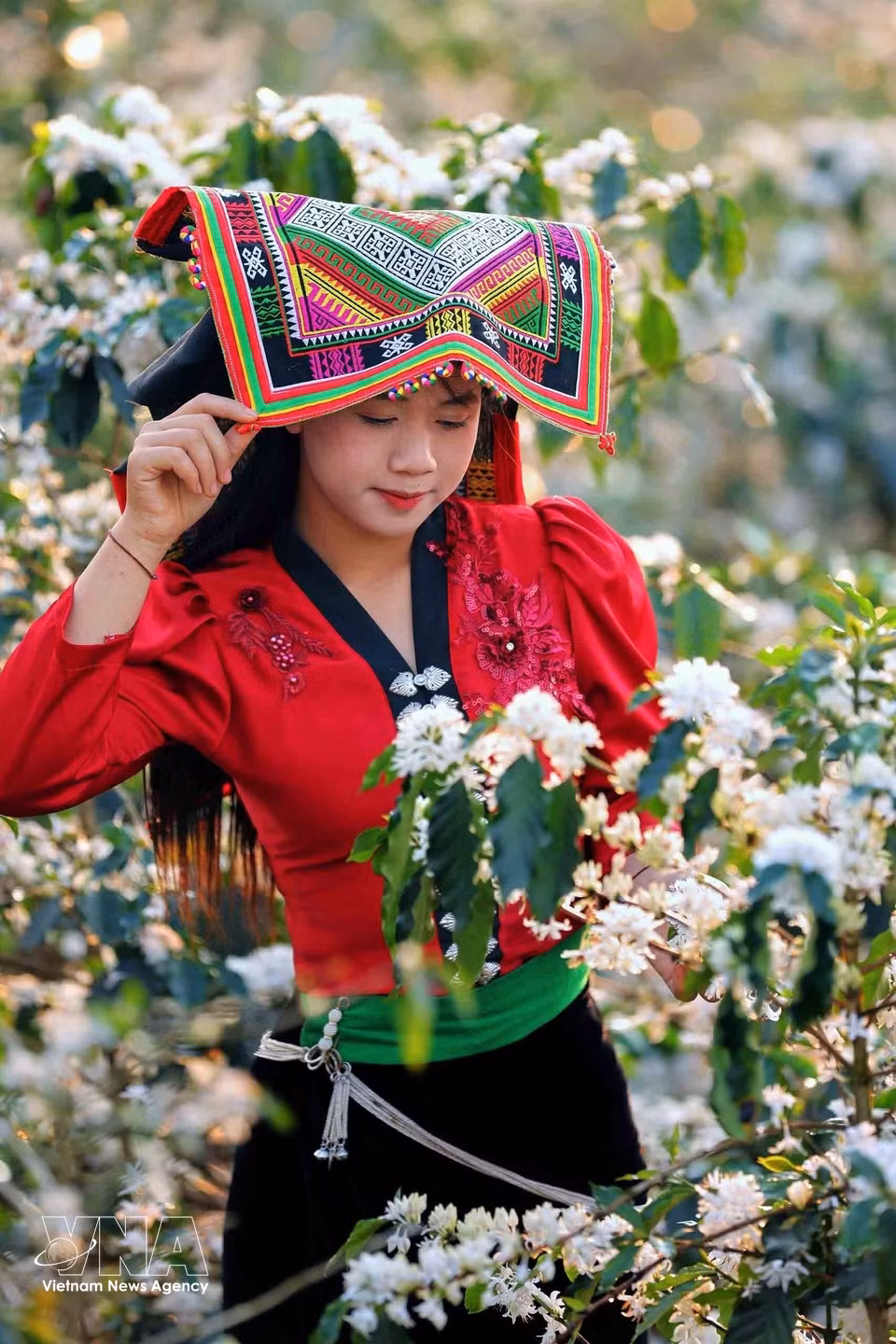 咖啡花盛开，为山罗省呈枚乡的山坡营造出诗意浪漫的景象，吸引众多年轻人前来参观、拍照和体验。图自越通社