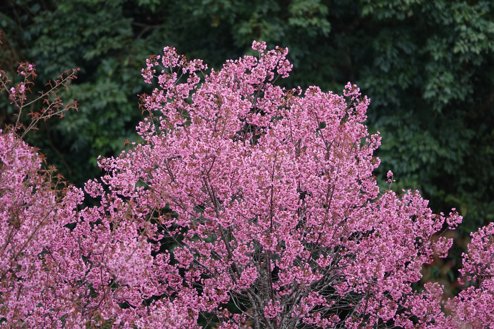 绽放的晶莹花簇点缀出木江界土地上绝美的自然画卷。图自越通社