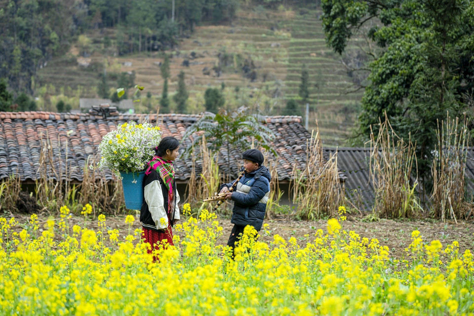 河江省同文县崇拉乡绚丽夺目的油菜花海。图自越通社