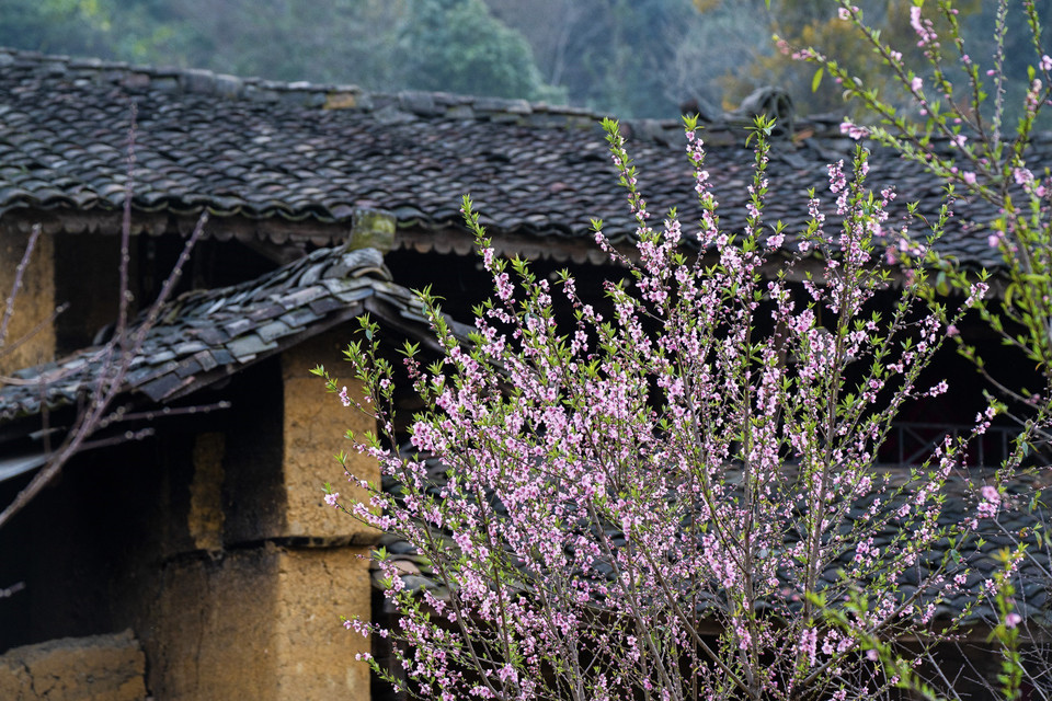 河江省同文县龙鼓乡倮倮村桃花盛开，在铺着阴阳瓦的屋檐下点缀出别样风情。图自越通社