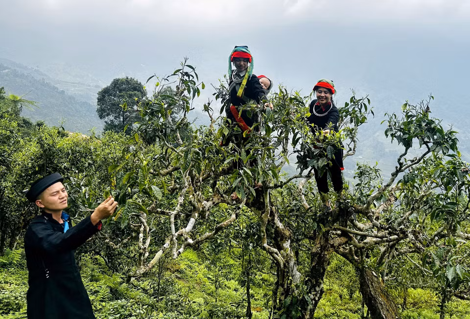 河江省的瑶族人民在数百年树龄的山雪茶树上采茶。图自越通社