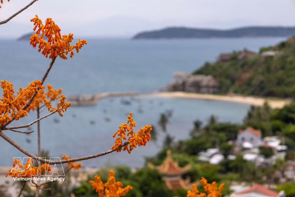 火桐花在夏日阳光下绚丽绽放。图自越通社