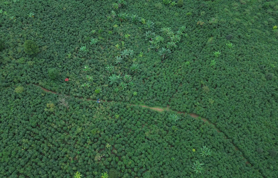 山罗省 清梅乡的咖啡种植面积。图自越通社