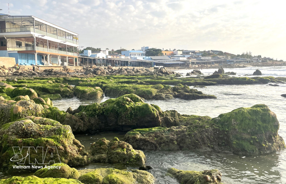 最佳的“苔藓追寻”时机是大约清晨5至6点，潮水刚刚退去的时候。图自越通社