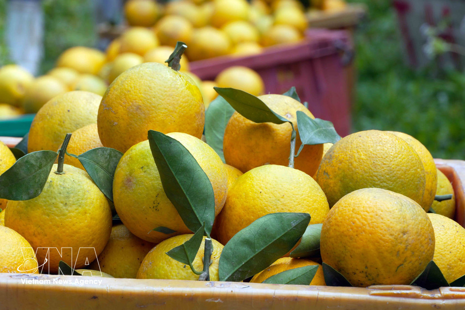 上禄脆橙具有甘甜浓郁、爽脆、怡人的独特风味。图自越通社