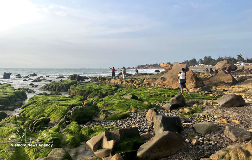 近日，大量游客来到林同省莲香乡古石-平盛海滩“追寻苔藓”。图自越通社