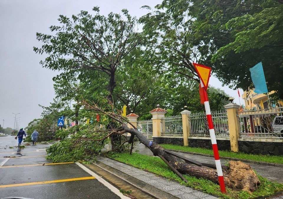 倒在道路上的树木。图自越通社