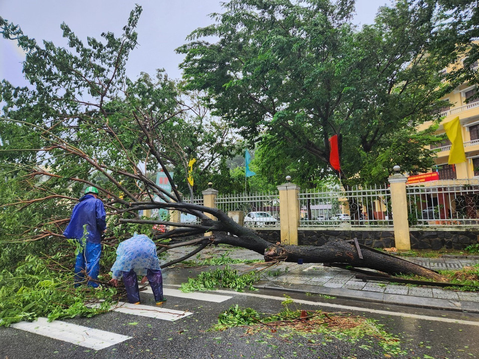 栋多街上多棵树木连根拔起、折断倒地。图自越通社