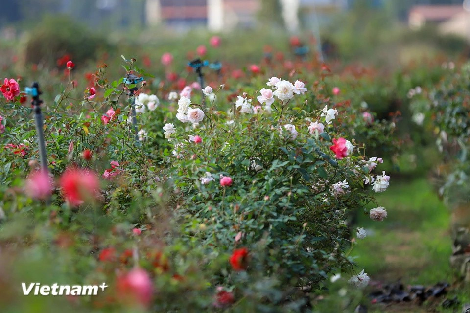 麊泠县花卉种植区拥有超过600公顷的耕地，种植着多种花卉，如菊花、百合、玫瑰等。图自Vietnam+