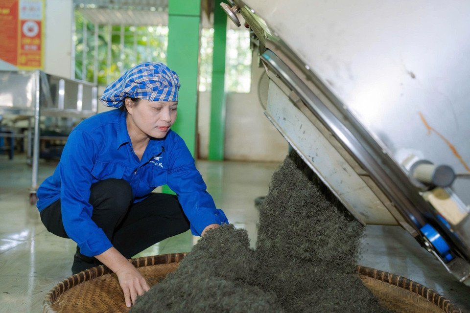茶人阮氏海在合作社的茶叶加工车间内,亲自监督各道工序。图自越通社