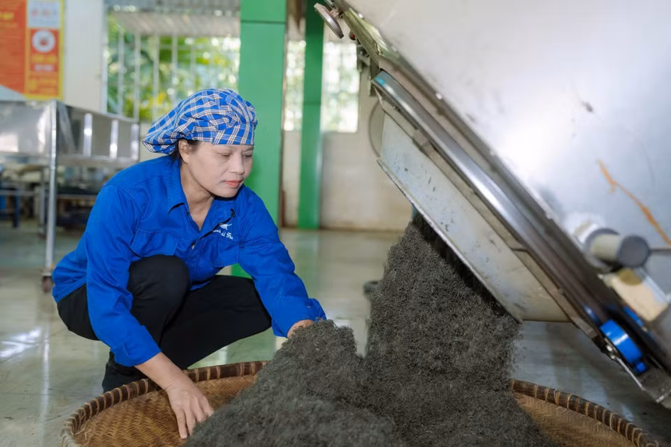 茶人阮氏海在合作社的茶叶加工车间内，亲自监督各道工序。图自越通社