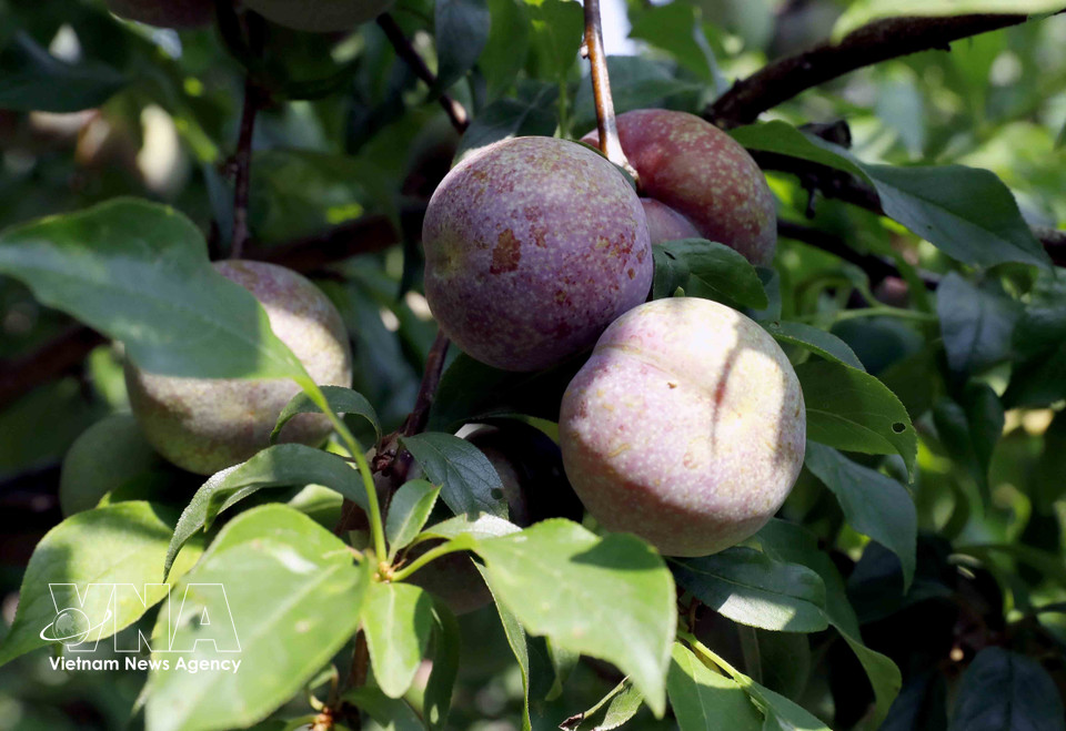 山罗省番块乡的早熟李子丰收且价高，种植户们非常高兴。图自越通社