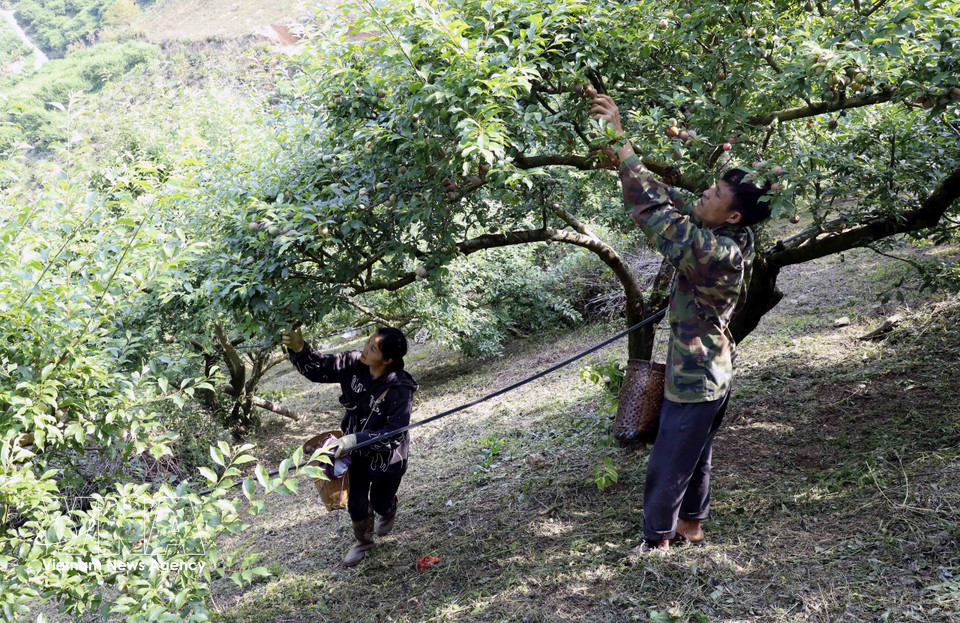 在阮文南先生（居住在山罗省番块乡贡缓村）家中收获早熟李子。图自越通社