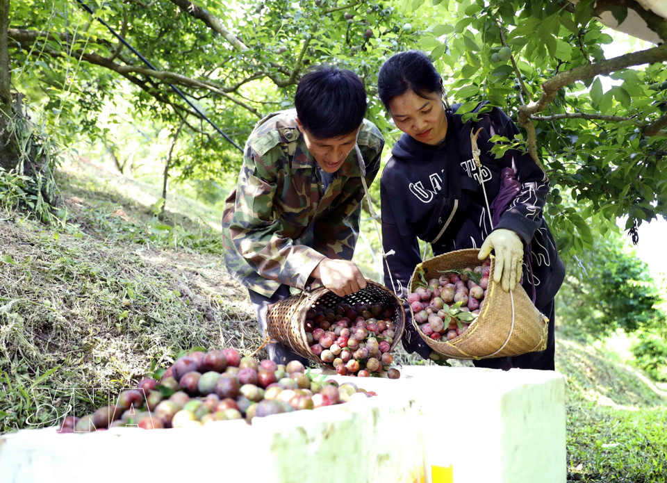 阮文南先生（居住在山罗省番块乡贡缓村）家中正在收获早熟李子，以供应市场。图自越通社