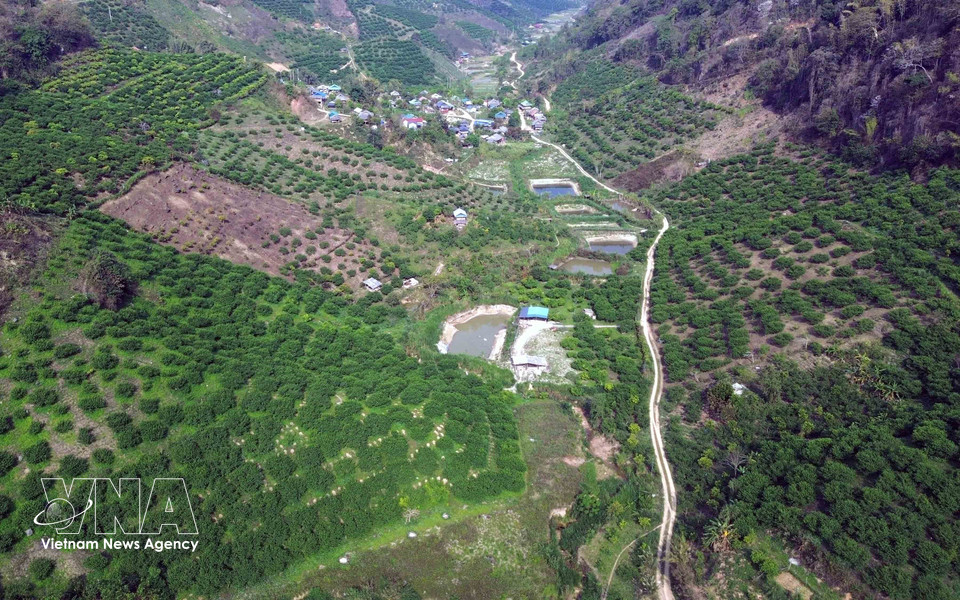 山罗省番块乡境内的集中式李子种植区。图自越通社