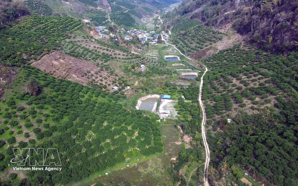山罗省番块乡境内的集中式李子种植区。图自越通社