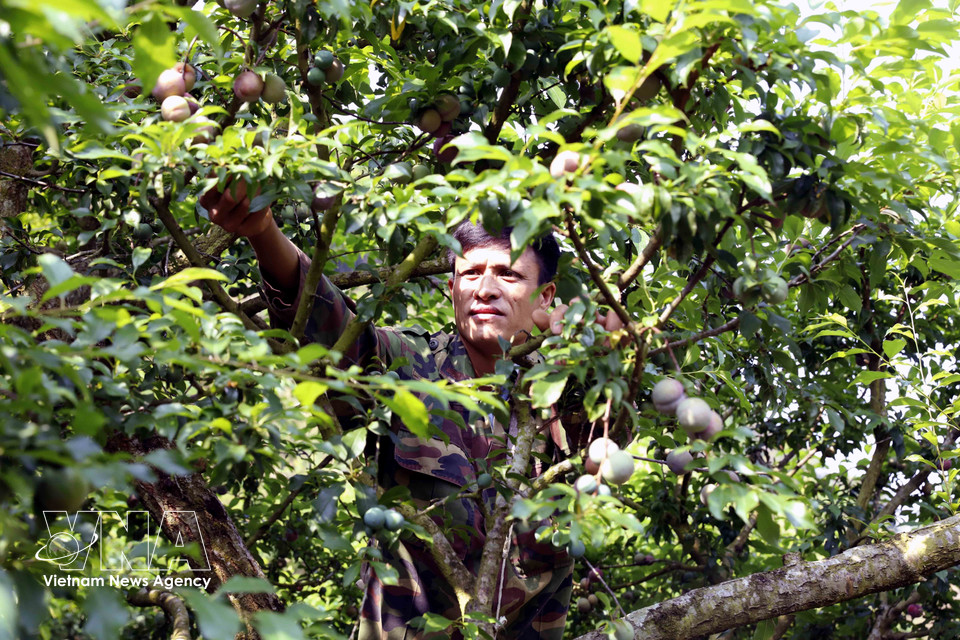 阮文南先生（山罗省番块乡贡缓村）正在收获早熟李子以供应市场。图自越通社
