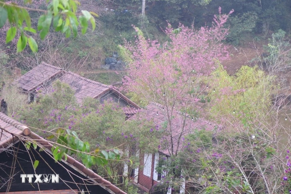 Dam Bri 湖的冬樱花也竞相盛开。图自越通社