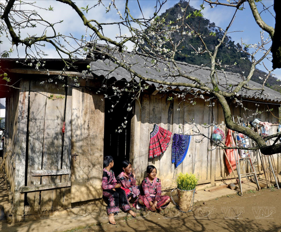 木州的苗族人有在房屋周围种植李树的习惯。图自越通社