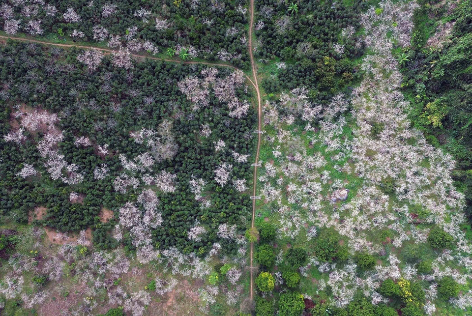 山罗省钲概坊昏村，李花园中鲜花盛开。图自越通社