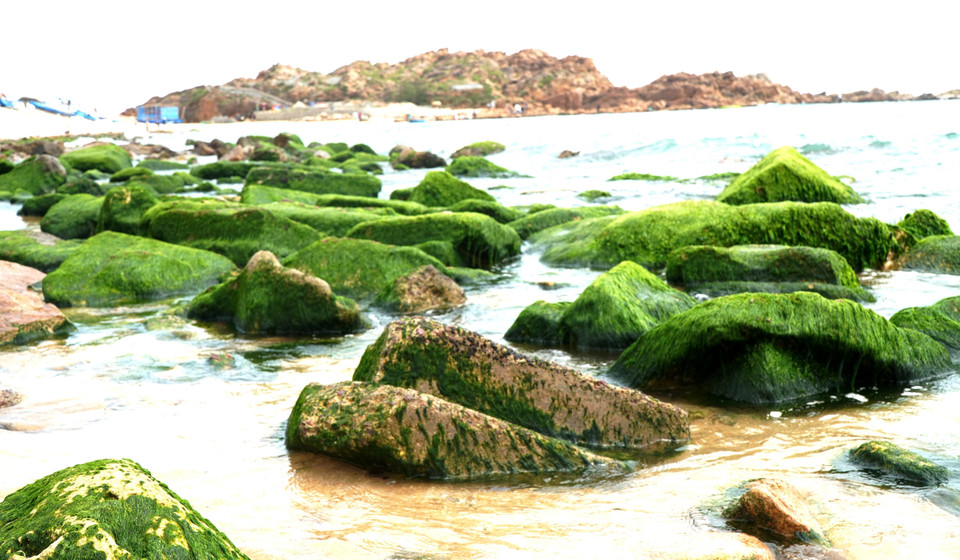 形状有趣的天然岩石，上面覆盖着绿色的苔藓，看起来非常有趣且引人注目。图自越通社