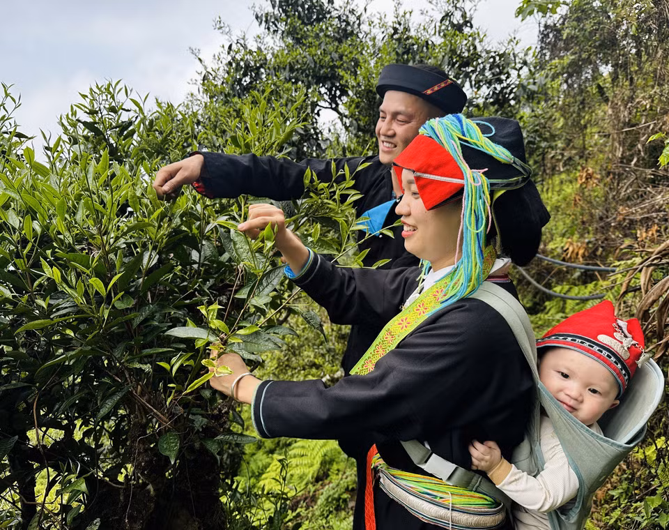 一对瑶族夫妇背着孩子到西昆岭采摘春茶。图自越通社