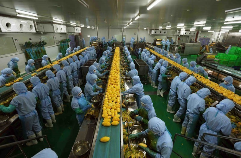 位于林同省保禄市禄山工业园区的B’LaoFood有限公司农产品加工厂是该省最大的工厂,配备瑞典的现代设备与生产技术。图自越通社