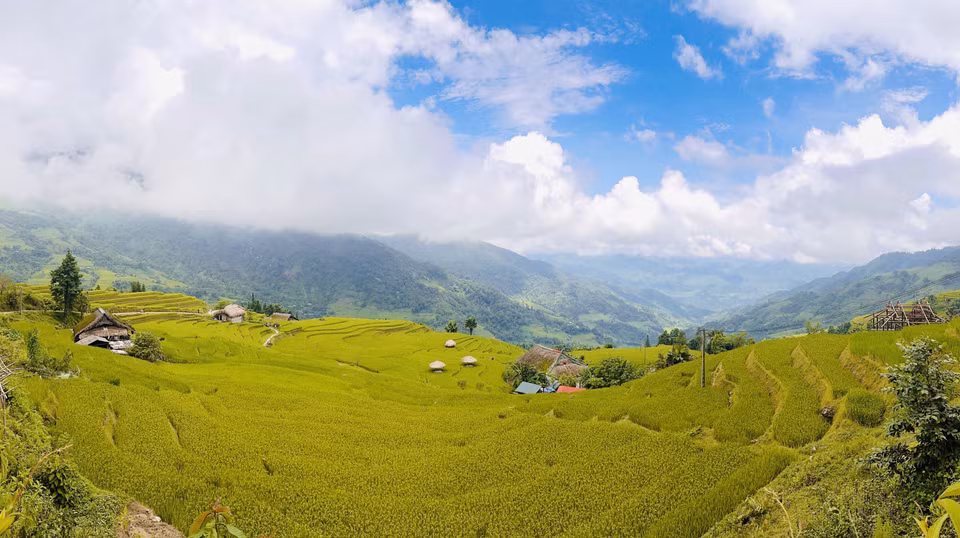 成片的梯田宛如一块巨大的金色地毯铺展在山林之间。图自越通社