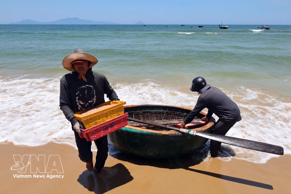 惟义乡沿海沙滩地带渔民的谋生节奏。图自越通社